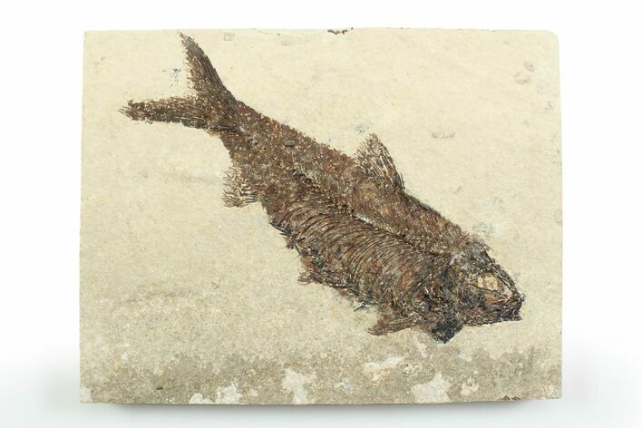 Detailed Fossil Fish (Knightia) - Wyoming #356789